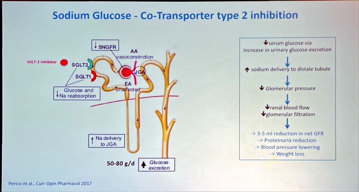 Once again #SGLT2 inhibition lauded as the major partner for #RAASi in slowing proteinuric associated disease progression. Paediatric data lacking. Adolescent use increasing off. Trials needed and awaited #ESPNeph23