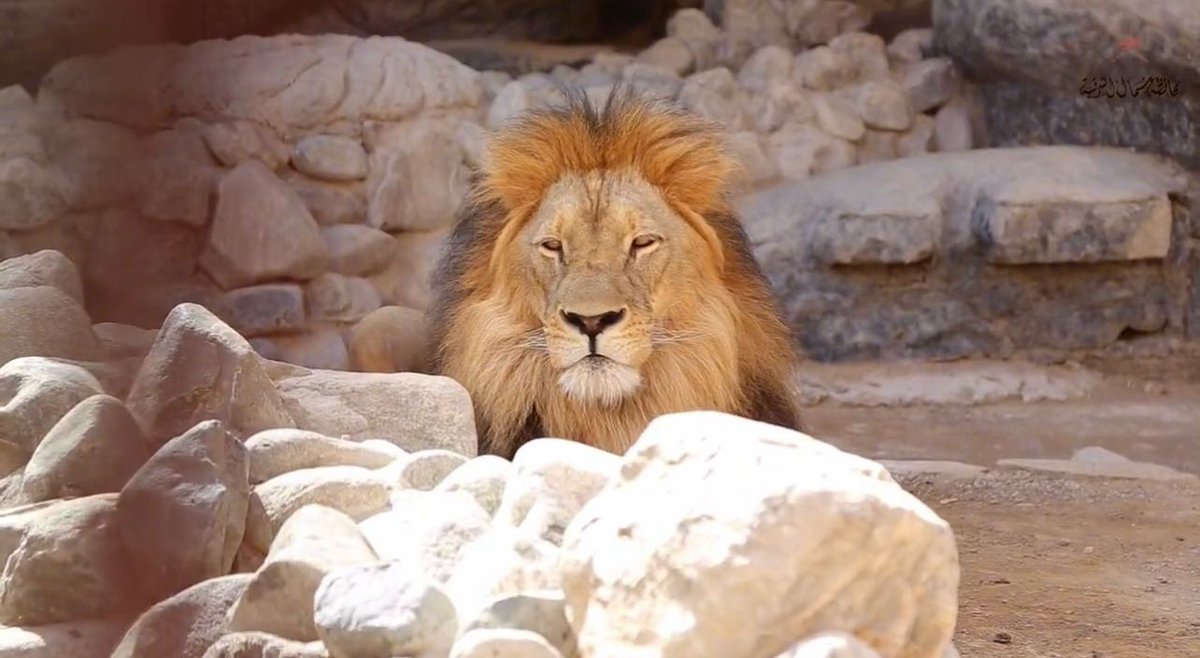 soon_in_oman's tweet photo. ترقبوا افتتاح "حديقة الحيوانات" بولاية إبراء بداية العام المقبل 2024🐅 https://t.co/VmaGIzMDzY