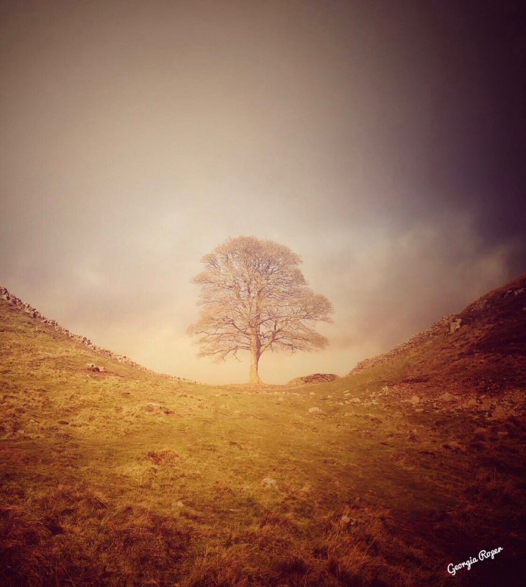 WanderingMonck's tweet photo. Why, such a senseless act…. #sycamoregaptree https://t.co/PPEHtsaWil