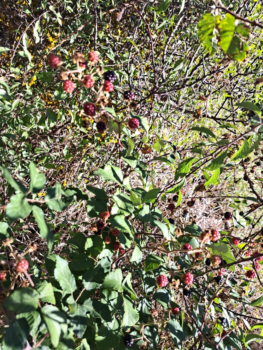 Salida al entorno ayer con los alumnos y alumnas de Pancrudo con el proyecto de Ciencias de la Naturaleza. #lapatrullaexploradora