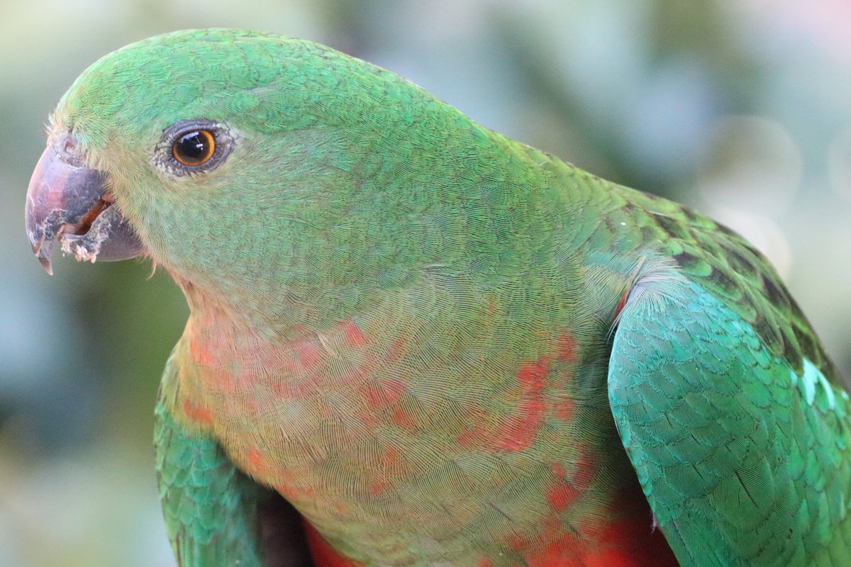 Female #King_Parrot 🩷🩵🩷🩵🩷🩵