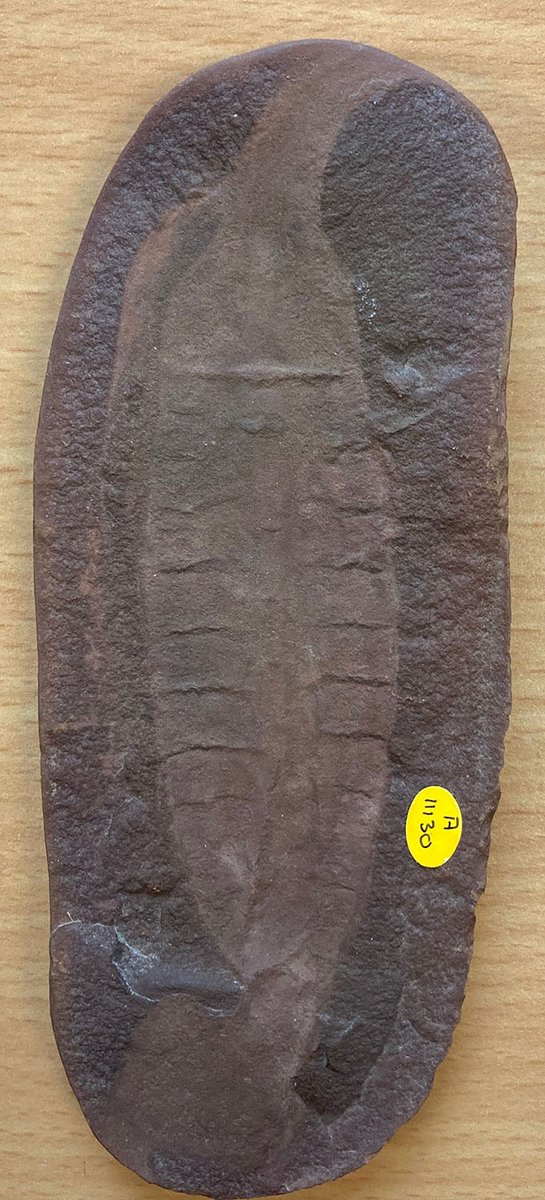 NHM_Bryozoa tweet media