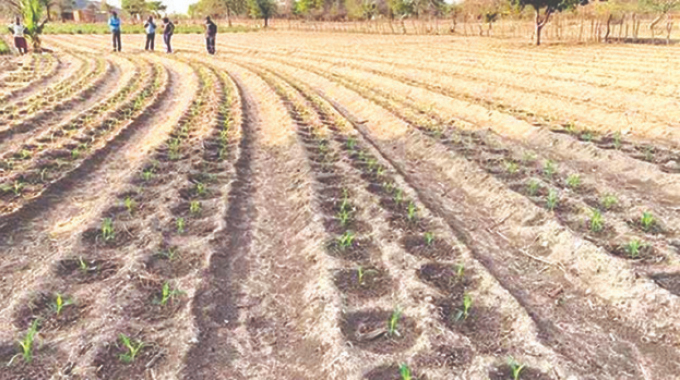VulindlelaNdab2's tweet photo. Despite the challenges posed by an El Nino year, farmers in #Zvimba have intensified #Pfumvudza/#Intwasa, with govt appeals for careful adherence to the concept's fundamental principles to ensure another successful season @basera_john @MoLAFWRD_Zim @zimagricsociety @Mug2155 https://t.co/iNpCTSb2h2