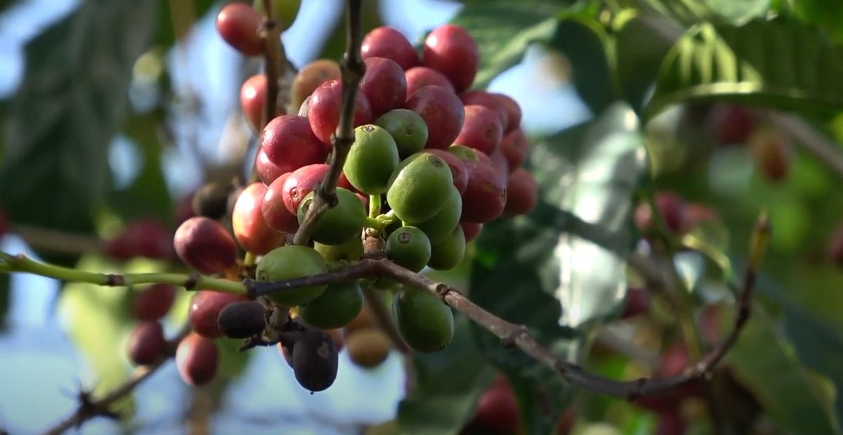 ACIAR in Eastern and Southern Africa (@aciarafrica) on Twitter photo The secret to greatโ๏ธ is people!
#Read about the impact of ๐ฒ pruning on ๐ง use in tree #Coffee systems on smallholder farms in Eastern ๐บ๐ฌ ๐bit.ly/3ET3H4s
<a href="/joebuyz/">Joel Buyinza, PhD</a> @wangaricm <a href="/DentonLab/">Denton Lab</a>
<a href="/ACIARAustralia/">ACIAR</a> @uniofadelaide <a href="/NAFORRI_UG/">NARO-NaFORRI</a> <a href="/narouganda/">NARO Uganda</a> <a href="/ICRAF/">World Agroforestry</a>
<a href="/ICOCoffeeOrg/">International Coffee Organization (ICO)</a> The secret to greatโ๏ธ is people!
#Read about the impact of ๐ฒ pruning on ๐ง use in tree #Coffee systems on smallholder farms in Eastern ๐บ๐ฌ ๐bit.ly/3ET3H4s
<a href="/joebuyz/">Joel Buyinza, PhD</a> @wangaricm <a href="/DentonLab/">Denton Lab</a>
<a href="/ACIARAustralia/">ACIAR</a> @uniofadelaide <a href="/NAFORRI_UG/">NARO-NaFORRI</a> <a href="/narouganda/">NARO Uganda</a> <a href="/ICRAF/">World Agroforestry</a>
<a href="/ICOCoffeeOrg/">International Coffee Organization (ICO)</a>