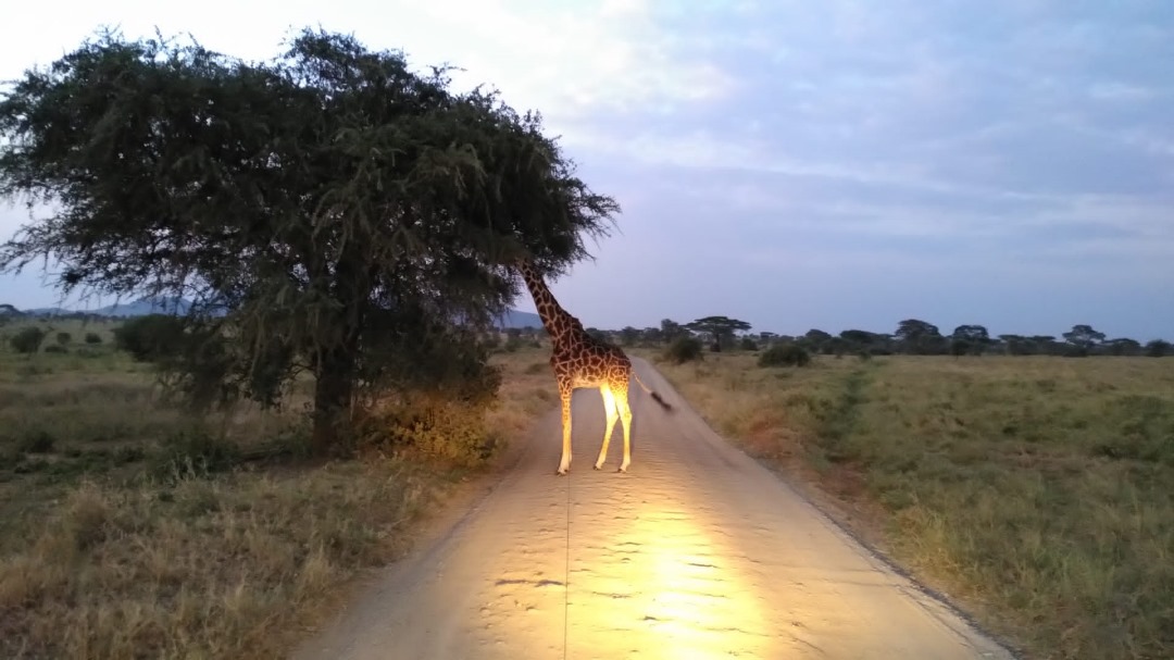 ShahToursTZ's tweet photo. As the sun gently dipped below the horizon, we were graced by the elegant presence of a giraffe during our evening game drive. Nature's beauty knows no bounds. 🌅🦒
For bookings and inquires please Email us at info@shah-tours.com
 #SerengetiSerenity #EveningEncounters https://t.co/QM8iBBDXdA
