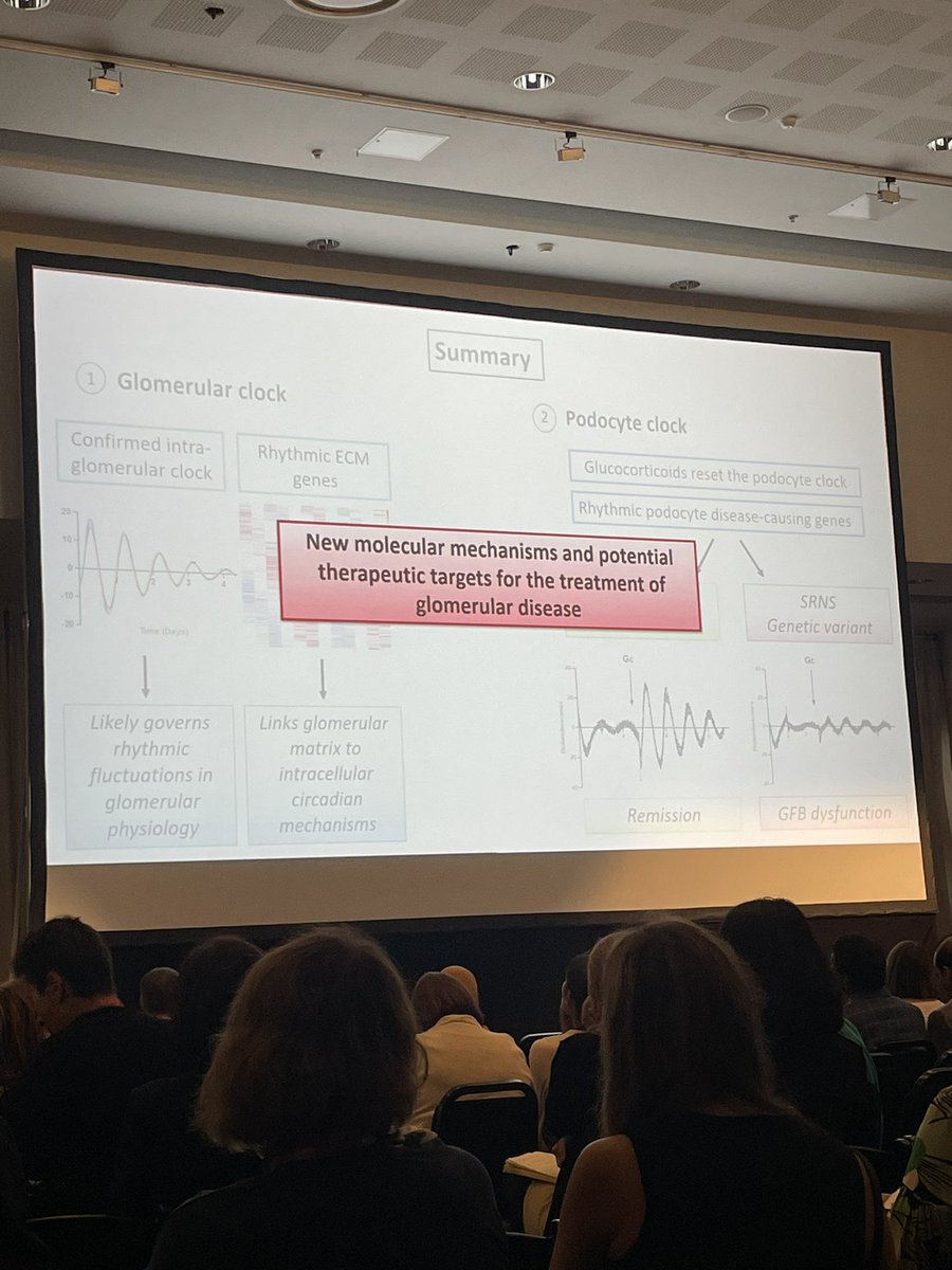 “The circadian regulation of glomerular function” - amazing talk by Dr Rebecca Preston! #ESPNeph23 @ESPNSociety