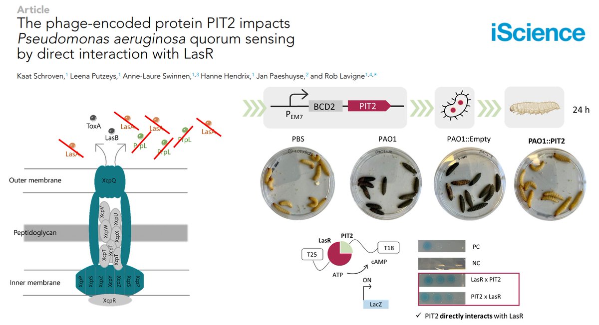 PIT2 #protein blocks #Pseudomonas QS system by LasR interaction, inhibiting T2SS #virulence (LasA & PrpL). Foundation for a #phage-inspired anti-virulence #therapy? Check our #research in @iScience_CP bit.ly/Schroven_iScie… #microbiology #biotechnology #BIONICBACTERIA #synbio