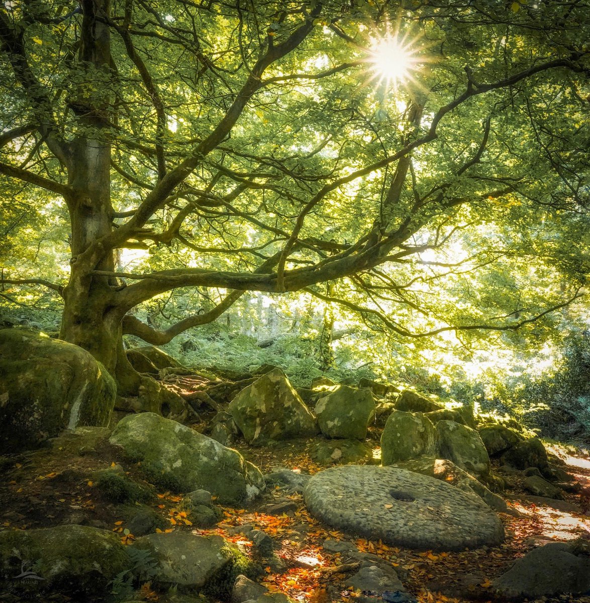 A magical #peakdistrict spot, where this old millstone rests below a spreading beech, catching falling leaves and light. This tree is a favourite of mine, so ungainly and haphazard, its spidery limbs stretching out as wide as its trunk is high, its roots in rocks more than soil.