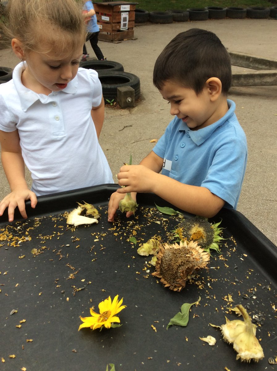 SirEdHillaryPri's tweet photo. Harvesting the seeds of the plants we sowed in Spring https://t.co/oOCJTvcNAQ