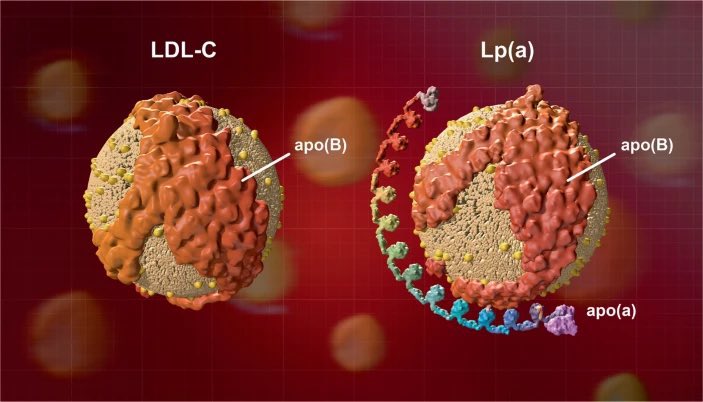SABOURETCardio's tweet photo. During the #WorldHeartDay and #FHWeek donโt forget to check the Lp(a) of your #CAD patients https://t.co/dbVUL8MQDj