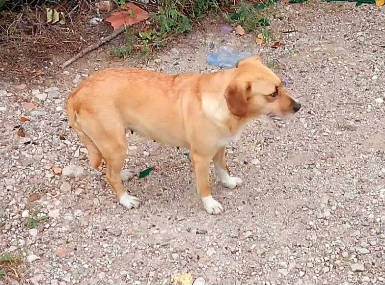 URGENTE‼️‼️‼️‼️‼️‼️
Questa cagnolina è stata abbandonata in strada in Sicilia. È buona ed equilibrata anche con I suoi simili. Taglia piccola, 2 anni,sterilizzata. Prov.Palermo ma raggiunge tutto il centro nord Italia.
☎️3358025999
#adottanoncomprare
#adottauncane