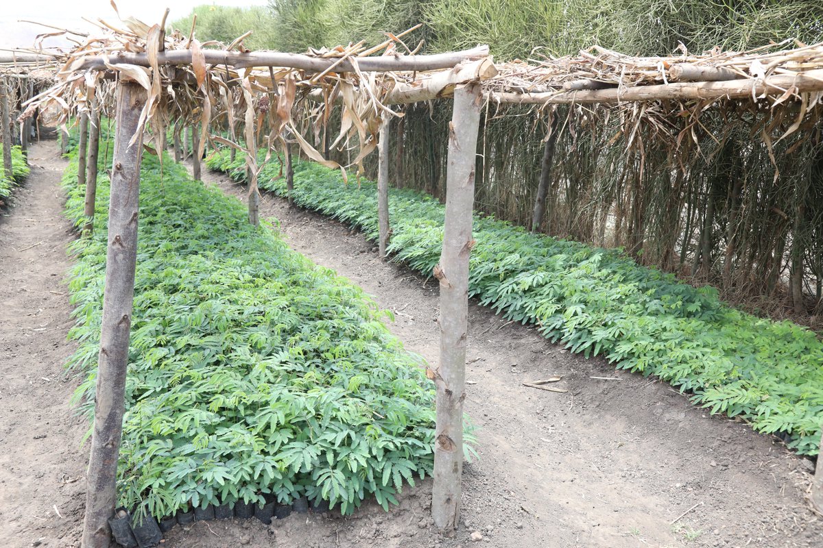 IucnRwanda's tweet photo. 𝗡𝗮𝘁𝗶𝗼𝗻𝗮𝗹 𝘁𝗿𝗲𝗲 𝗽𝗹𝗮𝗻𝘁𝗶𝗻𝗴 𝘀𝗲𝗮𝘀𝗼𝗻 𝟮𝟬𝟮𝟯/𝟮𝟬𝟮𝟰 𝗶𝘀 𝗰𝗼𝗺𝗶𝗻𝗴, 𝗮𝗿𝗲 𝘆𝗼𝘂 𝗿𝗲𝗮𝗱𝘆?

#TREPAproject #Combioproject #AREECAproject are on course to restore degraded landscapes into climate resilient ecosystems in the @RwandaEast.

#GreenRwanda🇷🇼 https://t.co/NoImiFGgbP