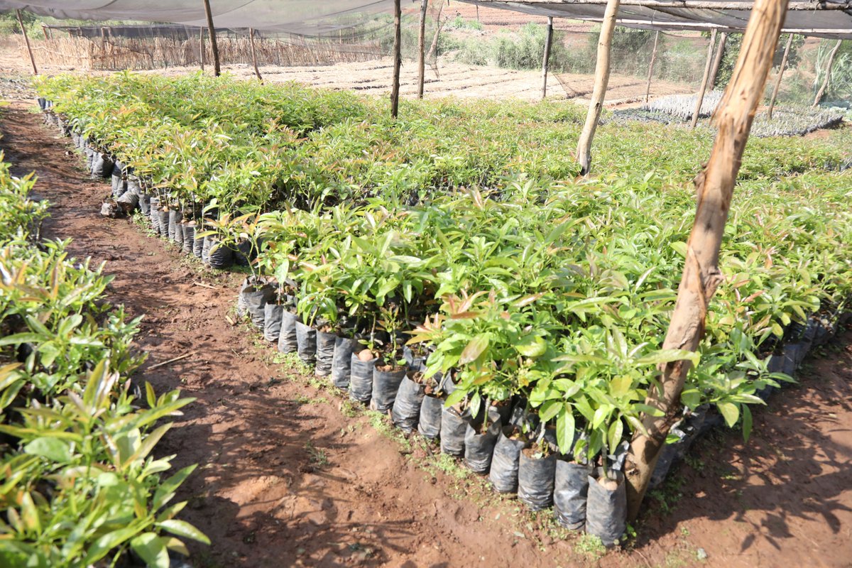 IucnRwanda's tweet photo. 𝗡𝗮𝘁𝗶𝗼𝗻𝗮𝗹 𝘁𝗿𝗲𝗲 𝗽𝗹𝗮𝗻𝘁𝗶𝗻𝗴 𝘀𝗲𝗮𝘀𝗼𝗻 𝟮𝟬𝟮𝟯/𝟮𝟬𝟮𝟰 𝗶𝘀 𝗰𝗼𝗺𝗶𝗻𝗴, 𝗮𝗿𝗲 𝘆𝗼𝘂 𝗿𝗲𝗮𝗱𝘆?

#TREPAproject #Combioproject #AREECAproject are on course to restore degraded landscapes into climate resilient ecosystems in the @RwandaEast.

#GreenRwanda🇷🇼 https://t.co/NoImiFGgbP