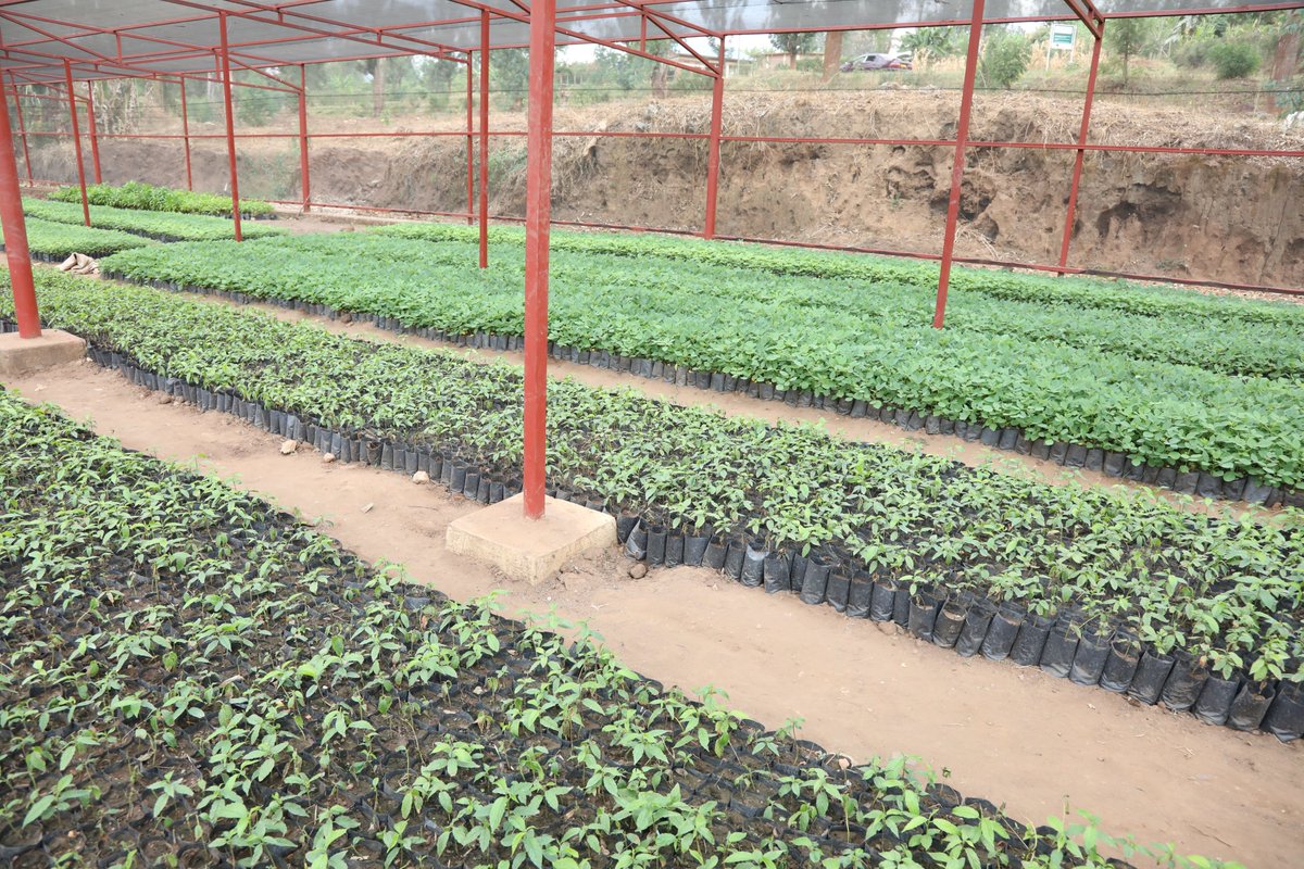 IucnRwanda's tweet photo. 𝗡𝗮𝘁𝗶𝗼𝗻𝗮𝗹 𝘁𝗿𝗲𝗲 𝗽𝗹𝗮𝗻𝘁𝗶𝗻𝗴 𝘀𝗲𝗮𝘀𝗼𝗻 𝟮𝟬𝟮𝟯/𝟮𝟬𝟮𝟰 𝗶𝘀 𝗰𝗼𝗺𝗶𝗻𝗴, 𝗮𝗿𝗲 𝘆𝗼𝘂 𝗿𝗲𝗮𝗱𝘆?

#TREPAproject #Combioproject #AREECAproject are on course to restore degraded landscapes into climate resilient ecosystems in the @RwandaEast.

#GreenRwanda🇷🇼 https://t.co/NoImiFGgbP