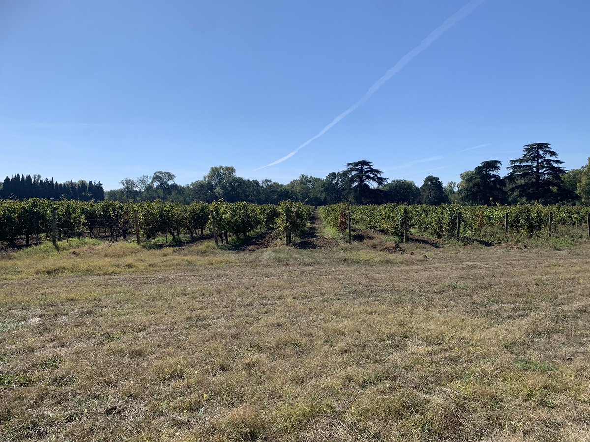 vineyard visit