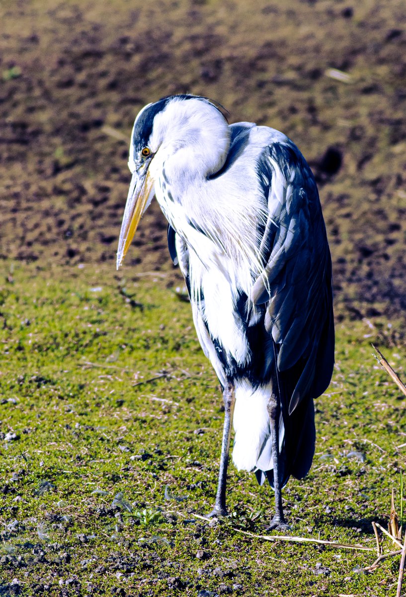 Grey Heron- stand still, pause and breathe.....

Happy Friday kids!
#heron #greyheron #bird #birdphotography #birdwatching #birdlovers #birdspotters #birdbeauty #rspb_love_nature #rspbstaidans #still #nature #naturewatching #naturephotography #naturelovers #wildlife #ukwildlife