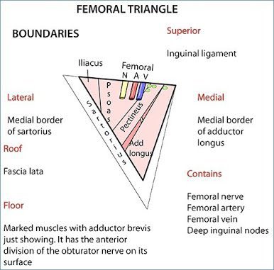 Medical_MD1's tweet photo. Tip to memorise 😉👌🏼

Femoral triangle✨🧐

From lateral to medial use this 

NAVY SAIL

N-erve
A-rtery
V-ein
l-Y-mphatics

Borders
S-artorius
A-dductor longus
I-nguinal L-igament

. https://t.co/7G0XbSXfmi