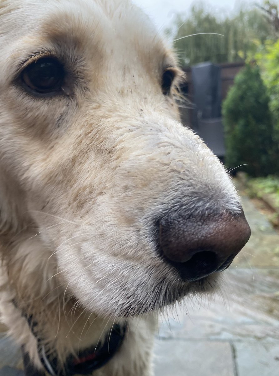 Ate a wasp’s nest. Got away with just a funny shaped muzzle and a sad face. #boopsting