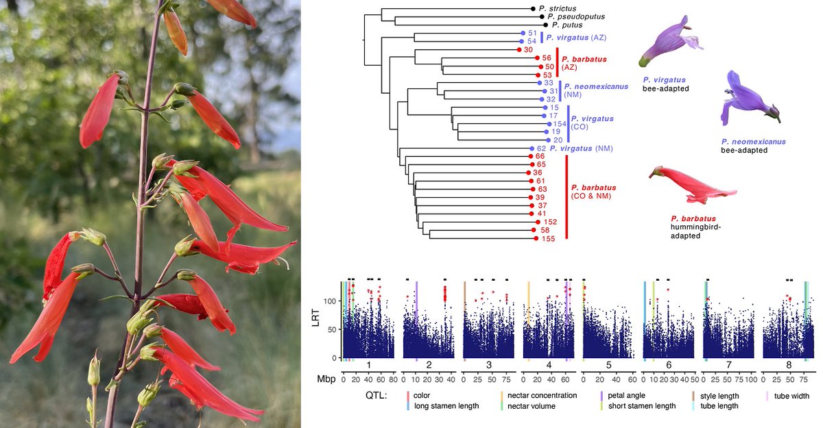 PLOSBiology's tweet photo. A study of #Penstemons with #bee &amp; #hummingbird #pollination syndromes, by @carriewessi @LenaHileman &amp;co, reveals ~20 "species-diagnostic loci" with fixed differences between syndromes, sprinkled throughout the genome in high-recomb regions #PLOSBiology https://t.co/cMAtBCUQQR https://t.co/Oqk9sY2N8s