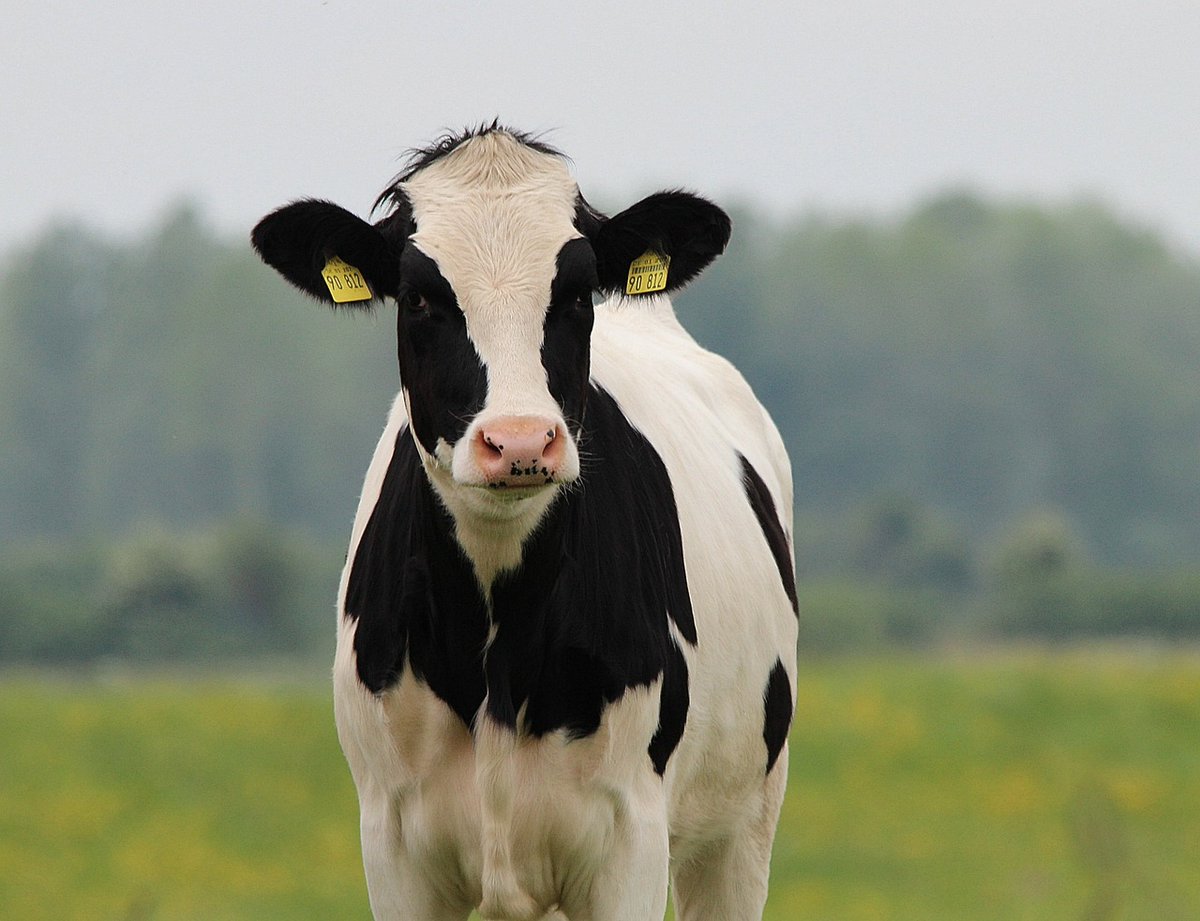 AnimalPassport's tweet photo. Pregnancy lasts nine months, just like with human beings. Cows only give milk when they have a calf.
#cowfacts #Heifers #milking #dairycows #muzzle #digitalrecord #livestock #cattlefarms #cattleTech https://t.co/m6uR8YfuWF