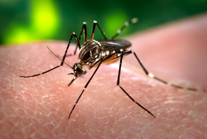 ParasiteJournal's tweet photo. This new #openaccesspaper reports the presence of both Aedes Aegypti and Aedes albopictus in Cyprus, and calls for action to combat these invasive species.
Read it here: https://t.co/JLPIYWq2NS https://t.co/u9VviYzZby