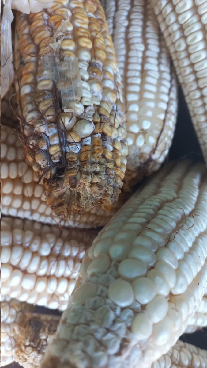 yashimvrc's tweet photo. Desgrane en #Oaxaca, alto grado de #micotoxinas y perdidas por plagas, alto tiempo de espera para este proceso. 

La #mecanización disminuye el tiempo de espera, reduce las pérdidas por hongos y plagas y provee de grano sano para la alimentación. https://t.co/KMX7I2GMWx