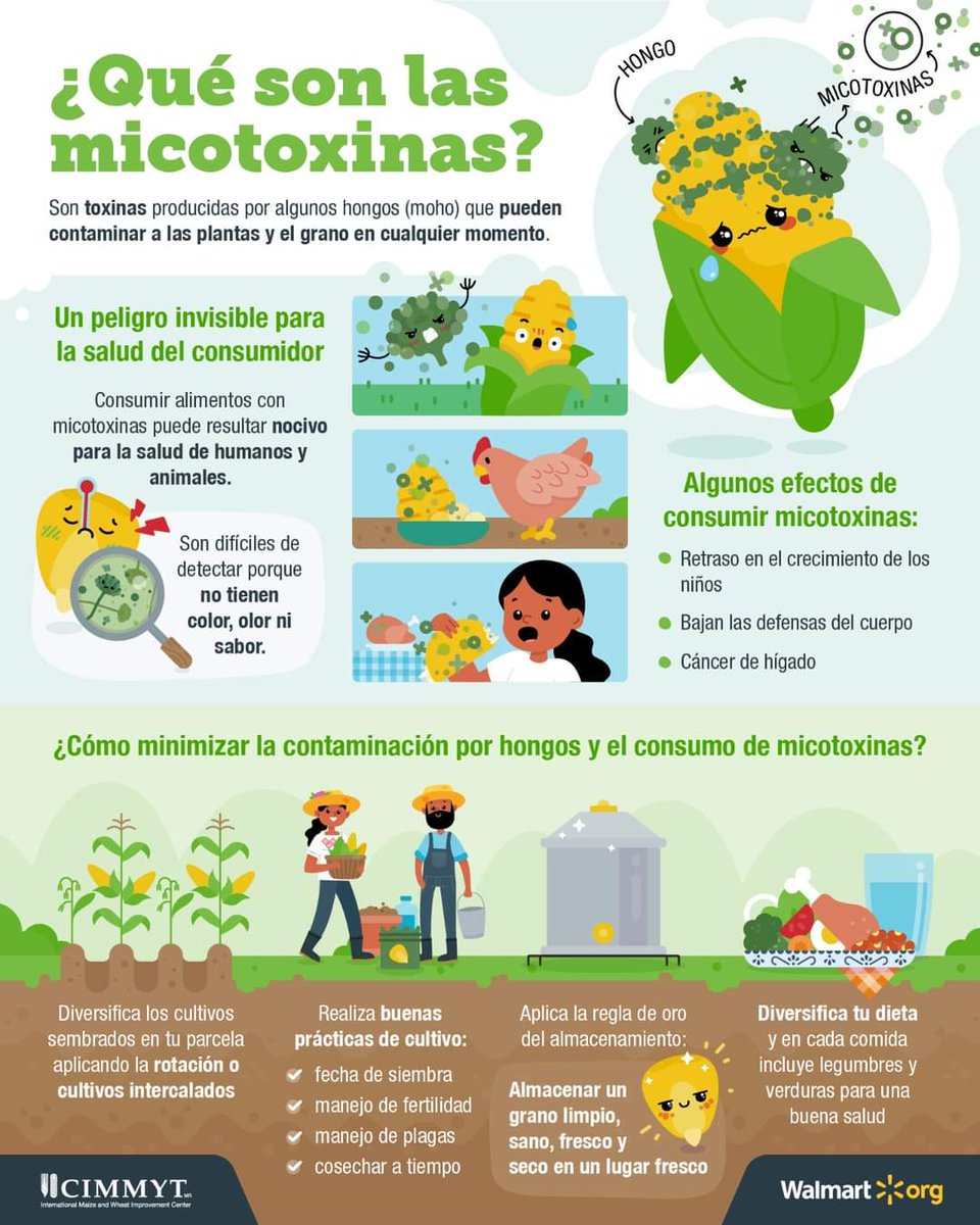 yashimvrc's tweet photo. Desgrane en #Oaxaca, alto grado de #micotoxinas y perdidas por plagas, alto tiempo de espera para este proceso. 

La #mecanización disminuye el tiempo de espera, reduce las pérdidas por hongos y plagas y provee de grano sano para la alimentación. https://t.co/KMX7I2GMWx