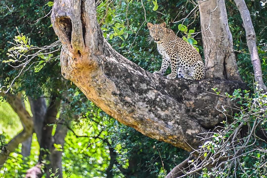 tourismzimbabwe's tweet photo. Experience the authentic wilderness at Sango Wildlife Lodge and Camp!!!
#ZimSafari
#SaveValleyConservancy
#Chiredzi
#VisitZimbabwe
#AWorldofWonders https://t.co/agB3kr7fRO
