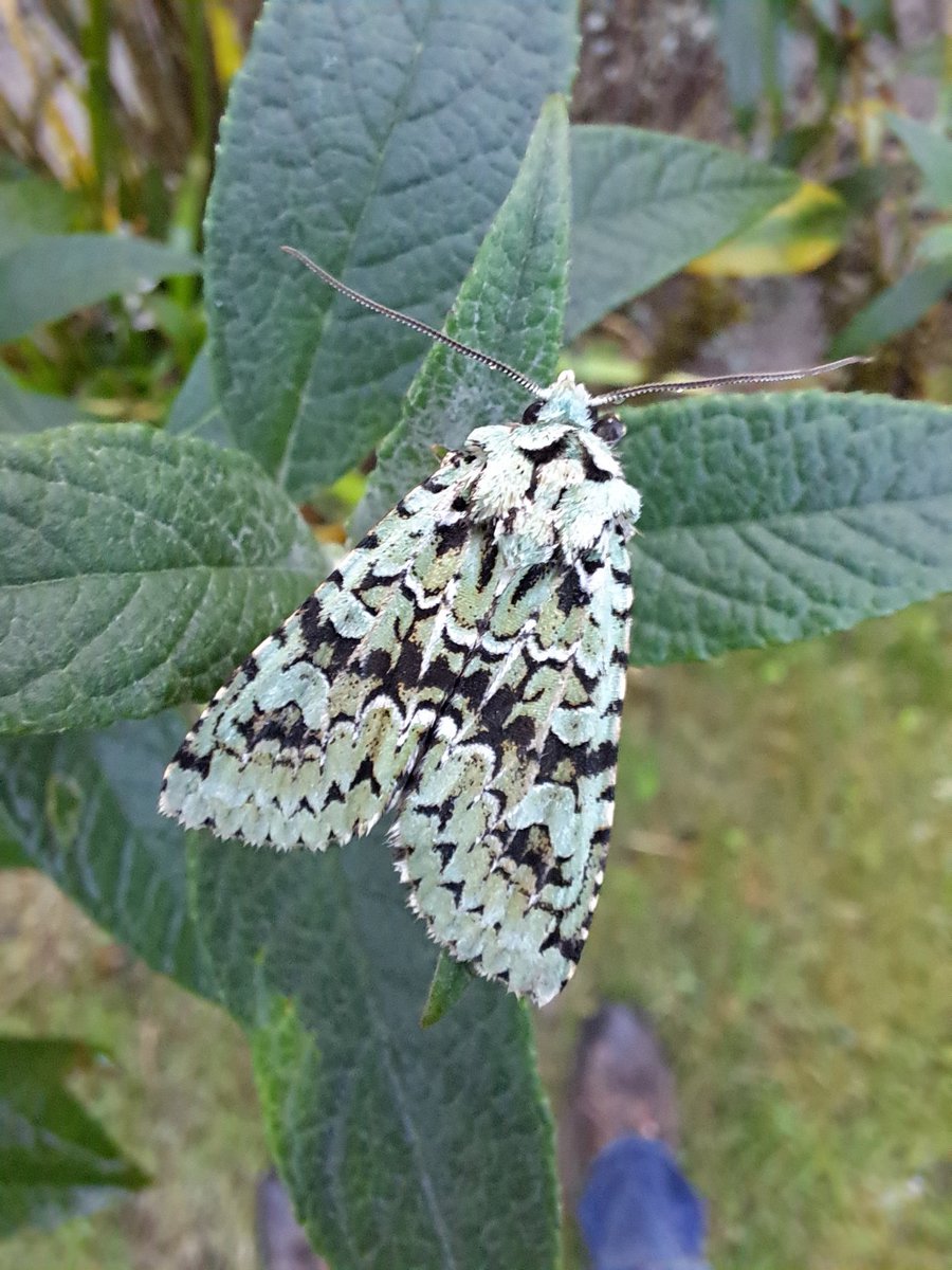 It is always marvellous (pun intended for those that know their moth names) to catch one of these on an autumn morning.