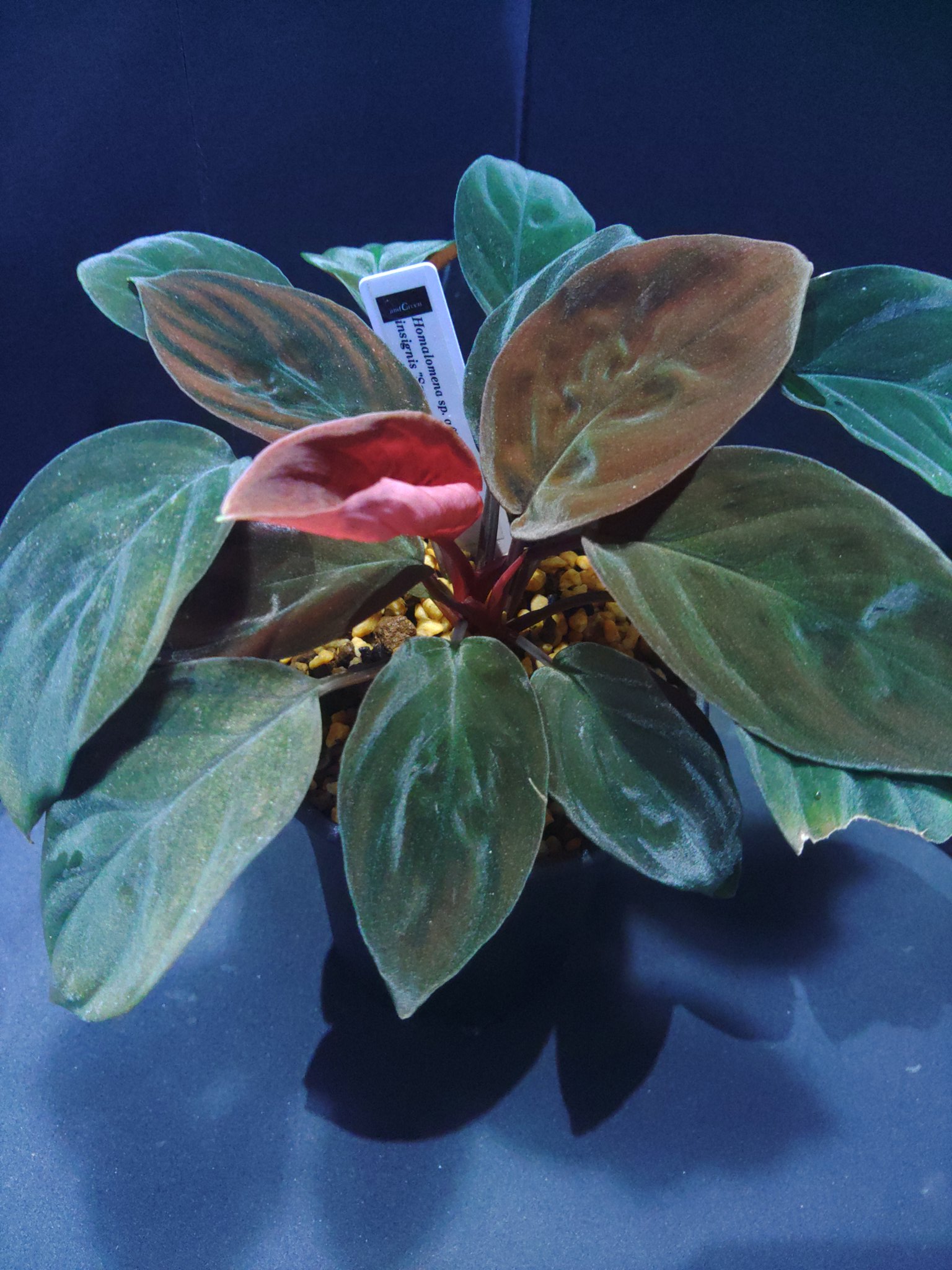 ‪‪❤︎‬ Homalomena sp. aff Insignis“Sarawak“【TB】（Homalomena Sp