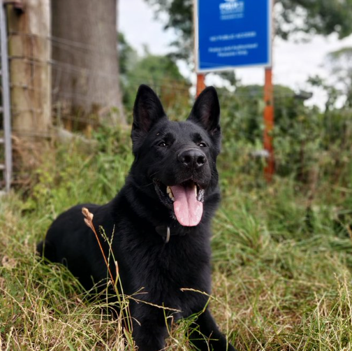 PSOSEastRen's tweet photo. Local officers took a paws in their search for a wanted male last night to allow #PDCoal to sniff him out. The male was successfully arrested after being found hiding in a garden. #Forcebitesback #KeepingPeopleSafe https://t.co/bLfV6tdj4G