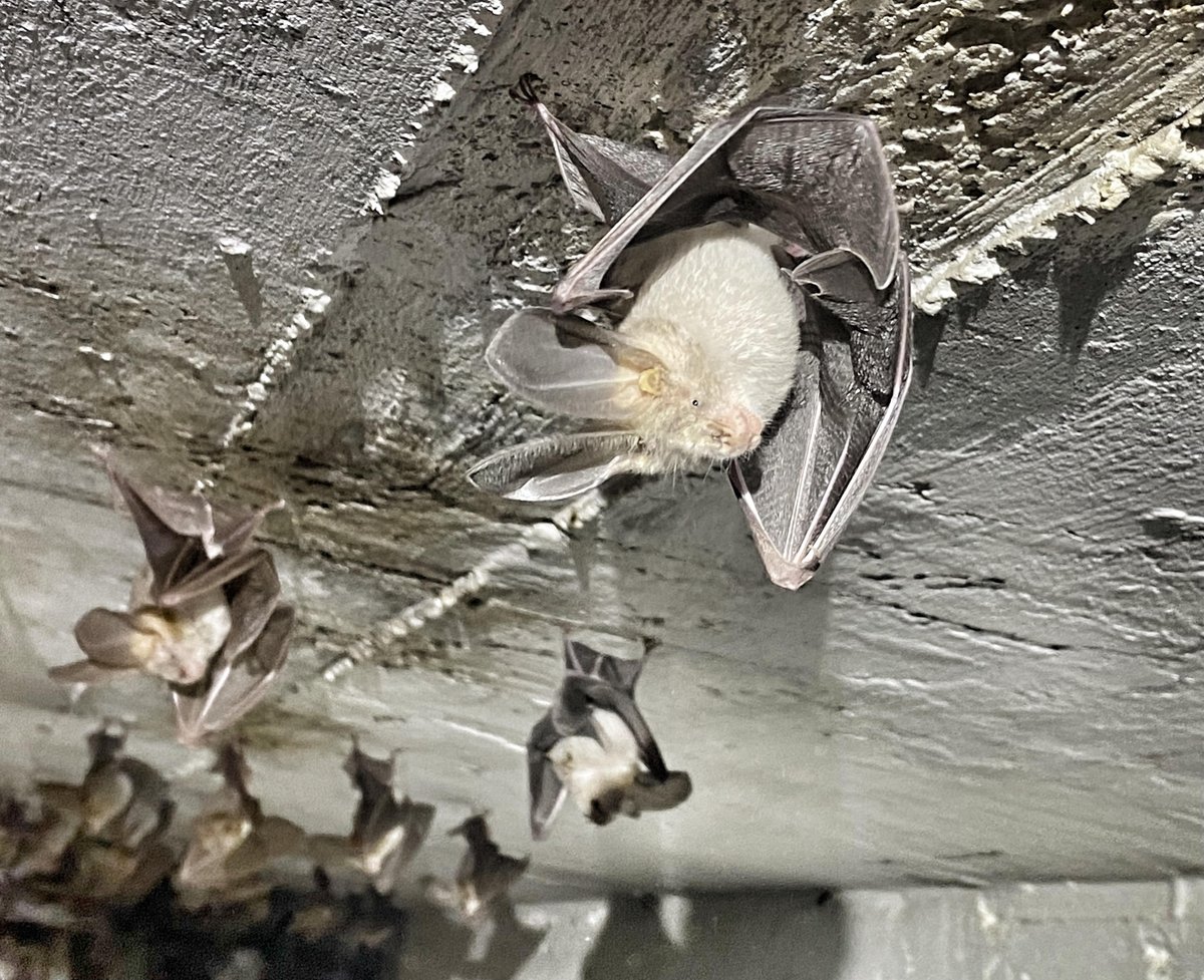 Maybe the world north most maternity colony of the Egyptian slit-faced bat.  We don’t know much about this species in Israel; some of them are passionate about American cockroaches... Yammmmm