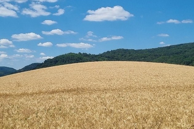 KamutApp's tweet photo. Otra semana mas sin grandes cambios en los mercados de cereal de nuestro país.

https://t.co/wOS7AYa7xl

#agricultura #agriculture #pasionporlaagricultura #naturaleza 
#farming #campo #nature #tierra #granja https://t.co/EMSrmEH5pm