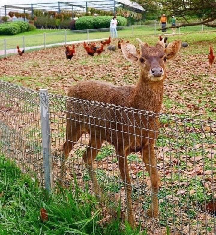 SantaiSini's tweet image. Pergi ajak shuben dating sini pun okay jugak kan? Boleh fefeeling bercuti dkt Aussie 😍 

📍 The Acre by Farm Fresh
The Acre by Farm Fresh 434300 Seri Kembangan, Selangor, Malaysia

kredit Travetopia 

#santaisini #theacre #farmfresh #cowfarm #cantik #menarik #datingidea