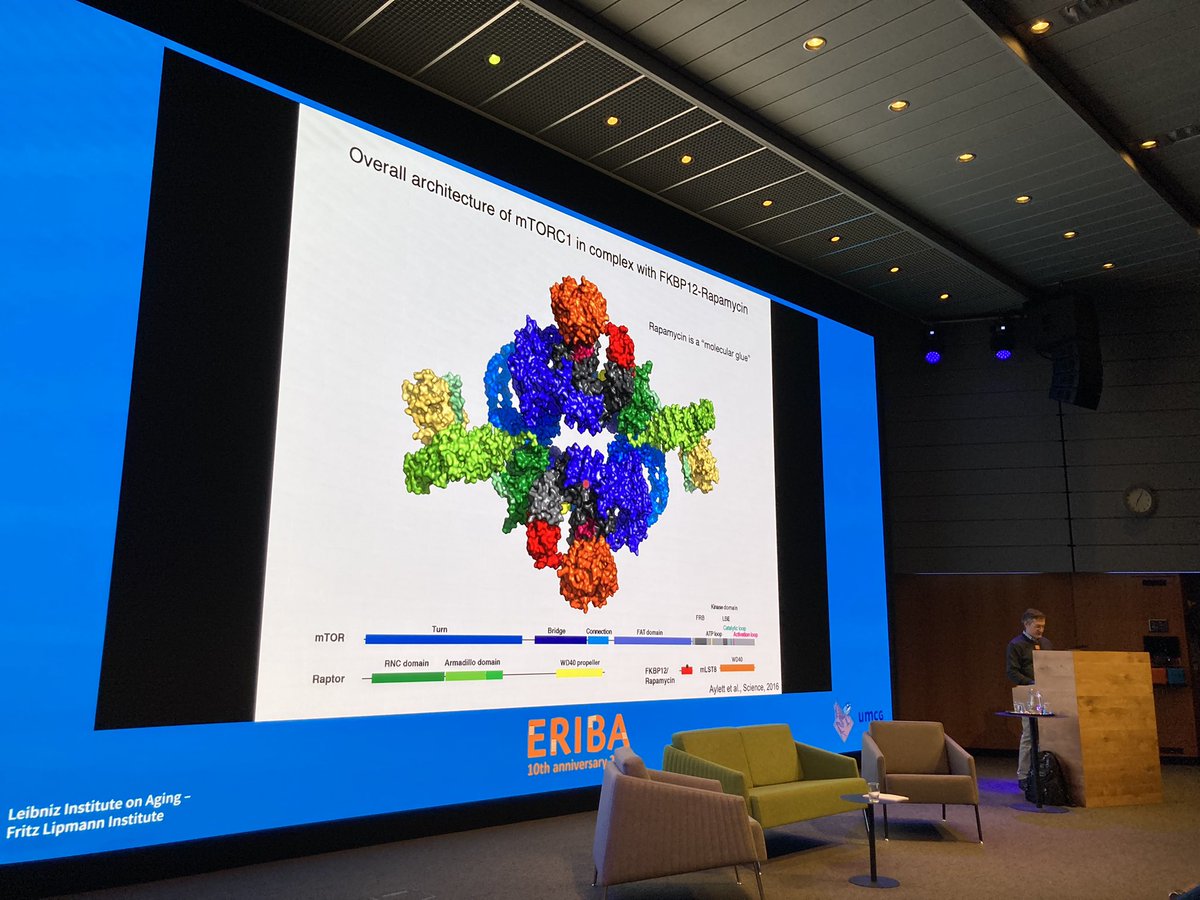 We were treated to an mTOR tour by its discoverer, Michael Hall #GJAM23
@UMCG_ERIBA @biozentrum