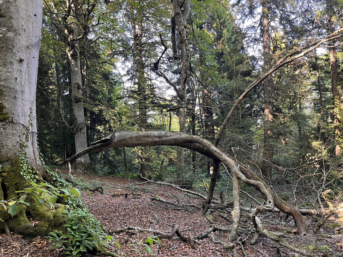 Giresun ==> Kümbet ==> Kuzalan🌲