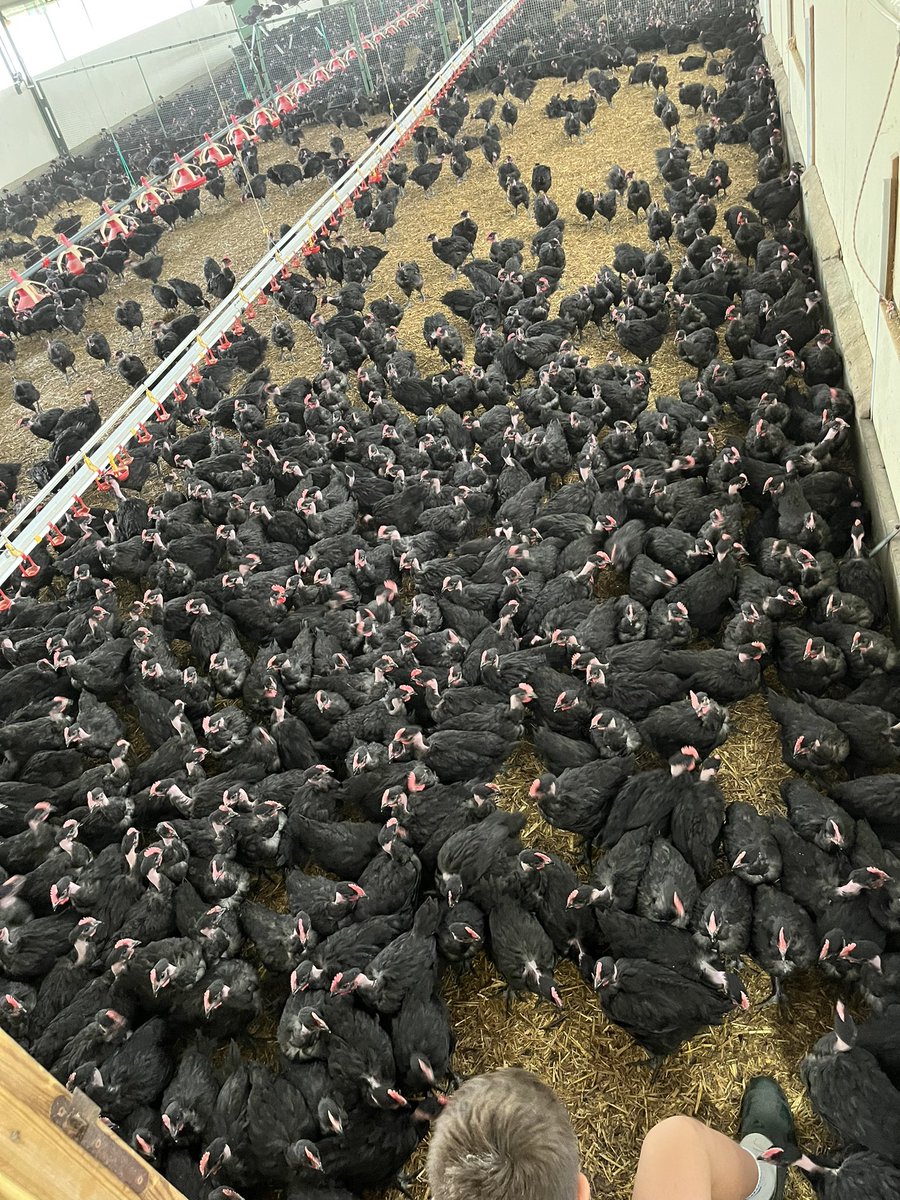 Charblan's tweet photo. Petite information pour les commentaires négatifs que je reçois sous chaque photo.

Sur les photos que je prends on a l’impression que les poulets sont ultras concentrés. Tout est une question de point de vu 😉

La curiosité des poulets fait qu’ils viennent tous autour de nous https://t.co/3YCDVdJl4Y