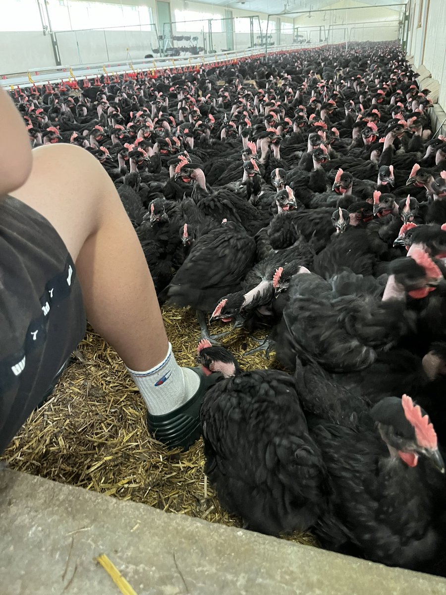 Charblan's tweet photo. Petite information pour les commentaires négatifs que je reçois sous chaque photo.

Sur les photos que je prends on a l’impression que les poulets sont ultras concentrés. Tout est une question de point de vu 😉

La curiosité des poulets fait qu’ils viennent tous autour de nous https://t.co/3YCDVdJl4Y