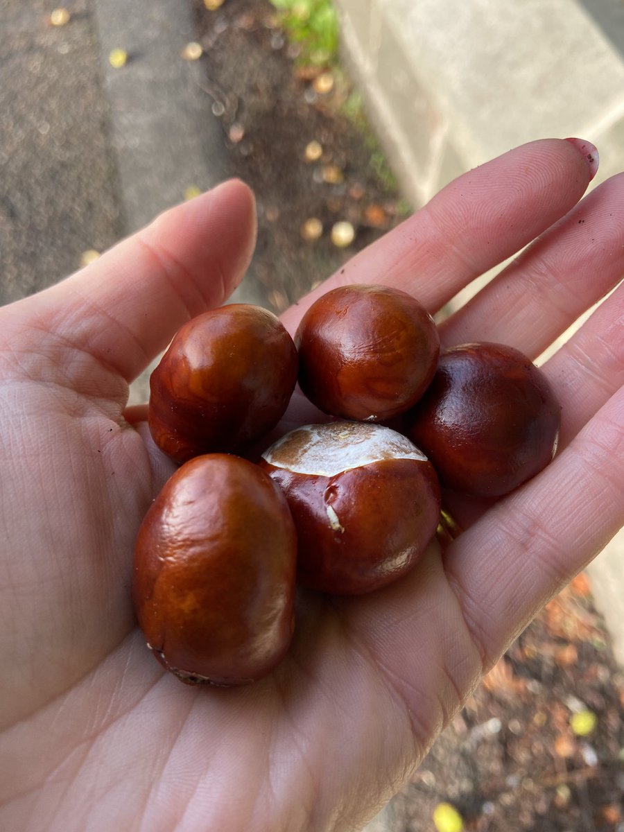 nickymarr's tweet image. I’m right outside a primary school and the ground is littered with conkers. What are kids *doing* these days if they aren’t collecting these beauties? 🍁🍂🍁#conkers #bonkers