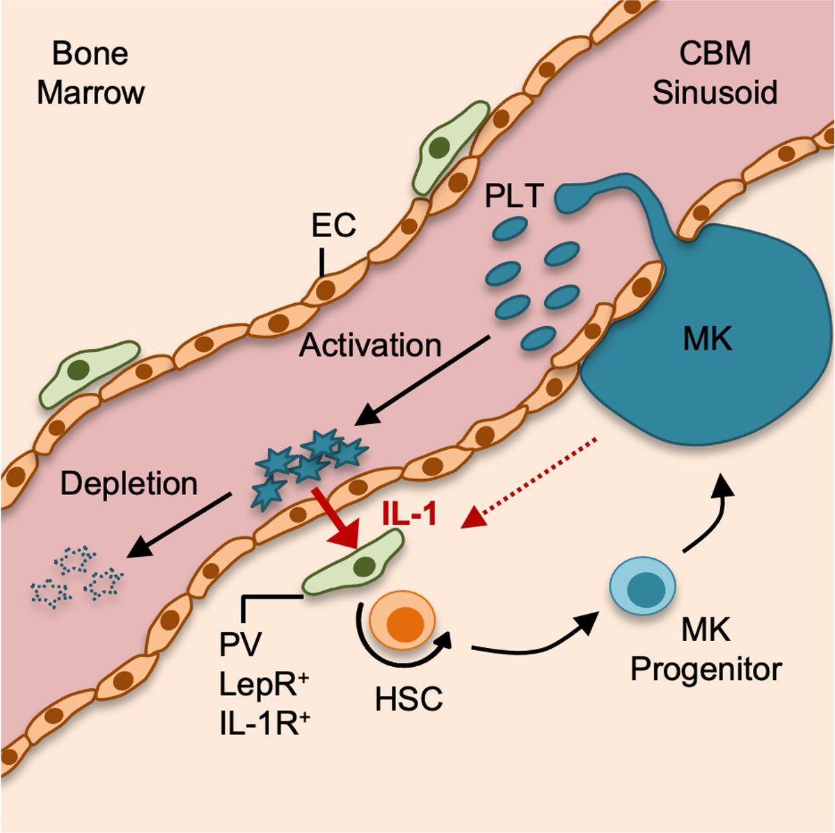 1/5 Our paper is out today @NatureComms. We report a new feedback mechanism by which, in response to platelet depletion, IL-1 secreted by activated platelets signals through Lepr+ niche cells to activate HSCs and restore homeostasis. @MRC_WIMM, @Karolinskainst, @ImperialImmuno.