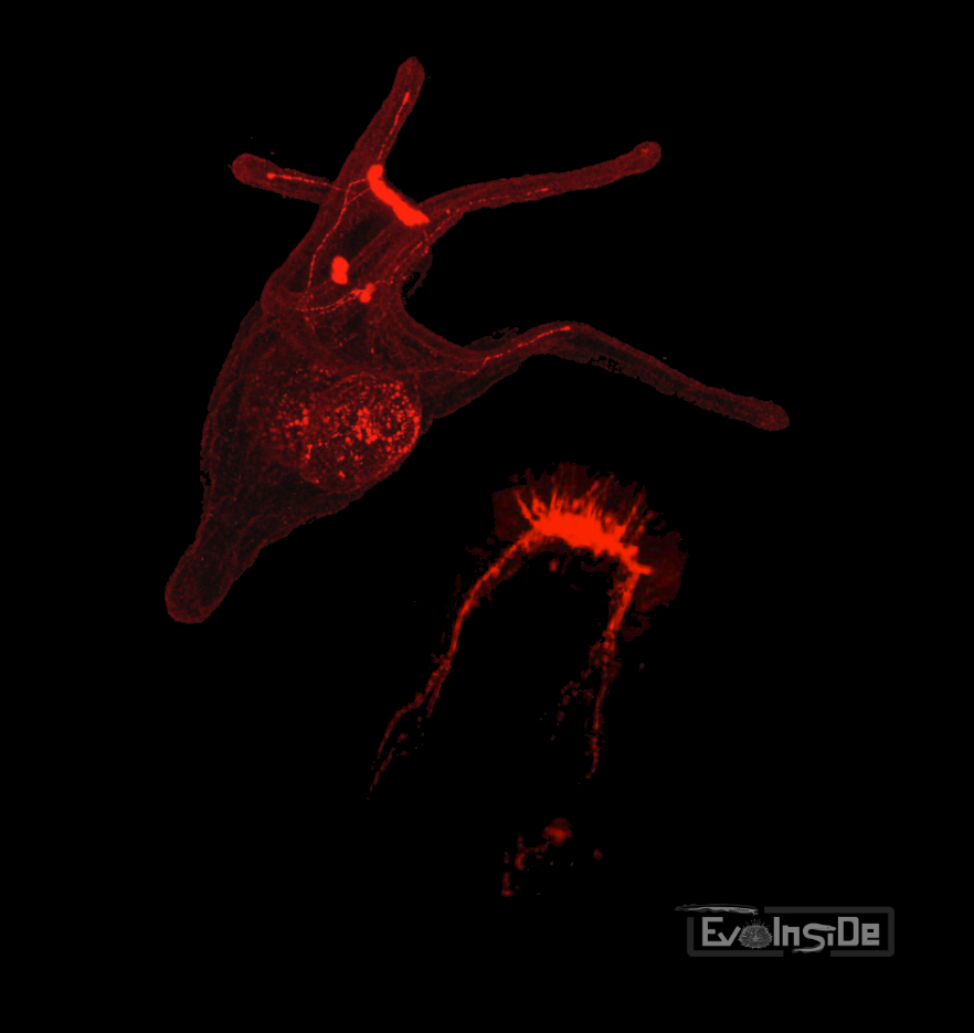 EvoInSiDe (@evoinside_lab) on Twitter photo We are looking for a motivated Master student to join our dynamic team. <a href="/biodev_vlfr/">LBDV Villefranche</a> @imev <a href="/CNRS_DR20/">CNRS Côte d’Azur</a> <a href="/Sorbonne_Univ_/">Sorbonne Université</a>
If you like developmental biology or bioinformatics and one (or more) of our funny animals, here the details:
dropsu.sorbonne-universite.fr/s/TSQwHj47iPz4…
lbdv.imev-mer.fr/en/research/te… We are looking for a motivated Master student to join our dynamic team. <a href="/biodev_vlfr/">LBDV Villefranche</a> @imev <a href="/CNRS_DR20/">CNRS Côte d’Azur</a> <a href="/Sorbonne_Univ_/">Sorbonne Université</a>
If you like developmental biology or bioinformatics and one (or more) of our funny animals, here the details:
dropsu.sorbonne-universite.fr/s/TSQwHj47iPz4…
lbdv.imev-mer.fr/en/research/te…