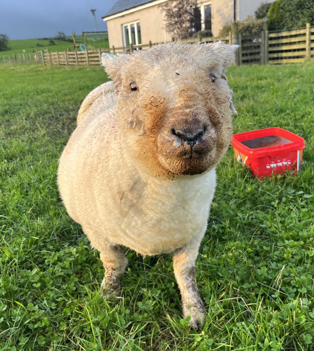 Arnbeg's tweet photo. Tell me you love the mineral bucket,Tootsโฆ without actually telling me ๐๐
#arnbegfarmstayscotland #ryeland https://t.co/sT8aA0F9Vr