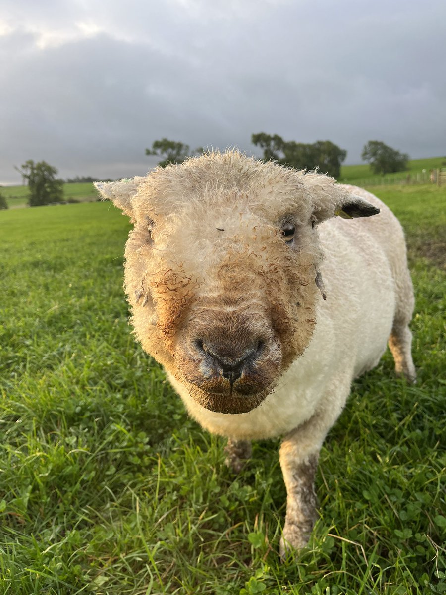 Arnbeg's tweet photo. Tell me you love the mineral bucket,Tootsโฆ without actually telling me ๐๐
#arnbegfarmstayscotland #ryeland https://t.co/sT8aA0F9Vr