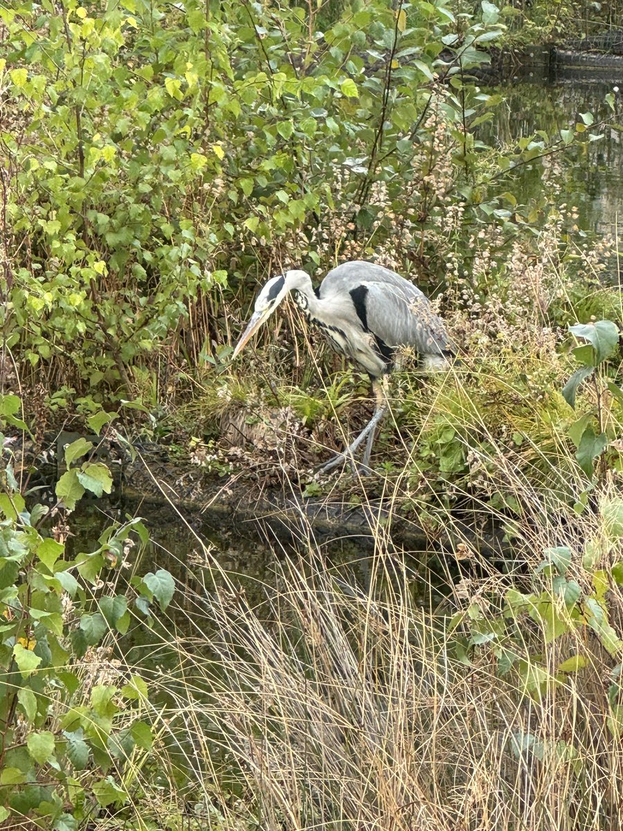 Leeds Uni Heron. Solid urban bird #leedsuniversity   #heron