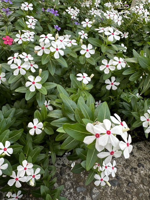 ハイハイしてたらかわい〜〜いお花見つけた❗️😋🍴 
