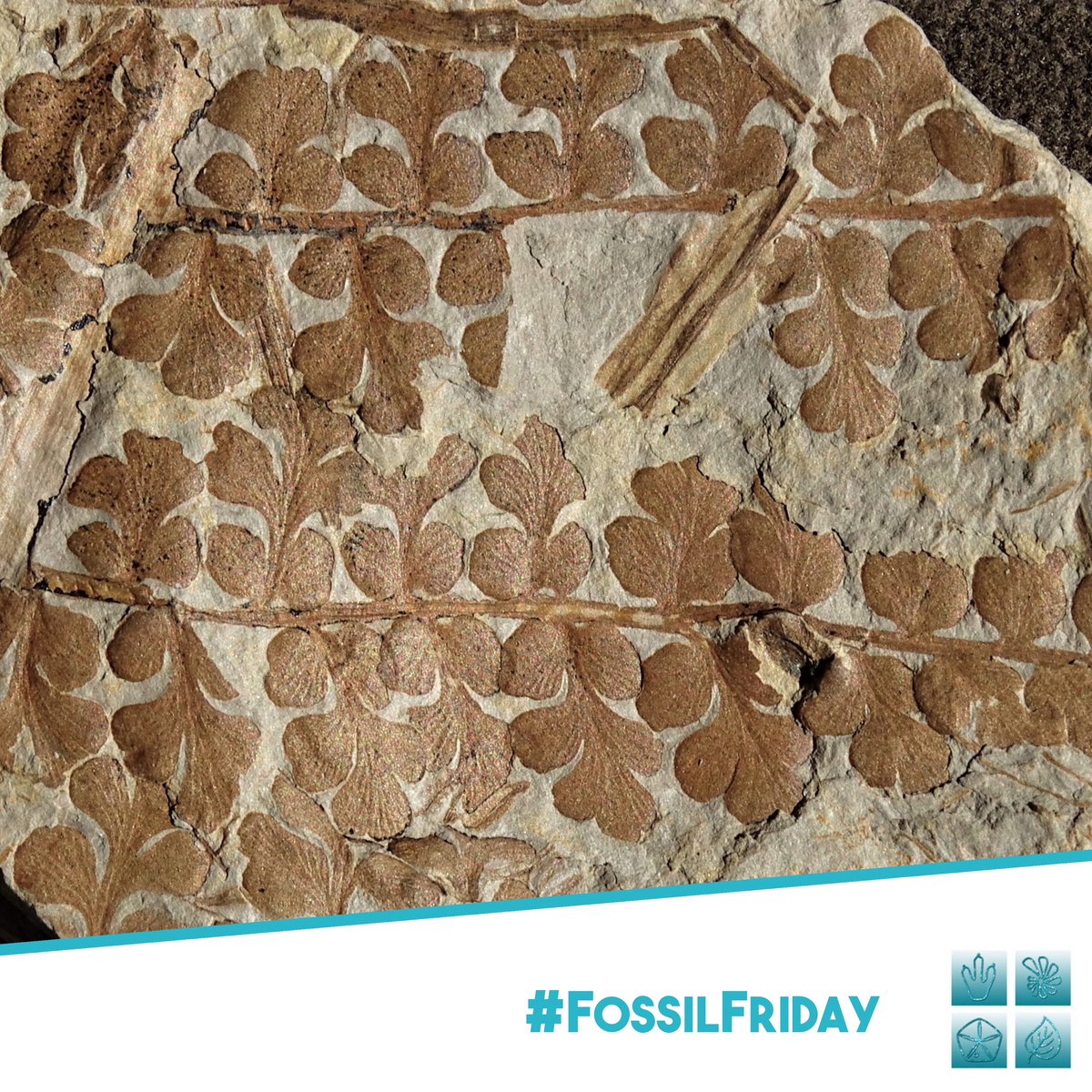 Sepaleontologia tweet media