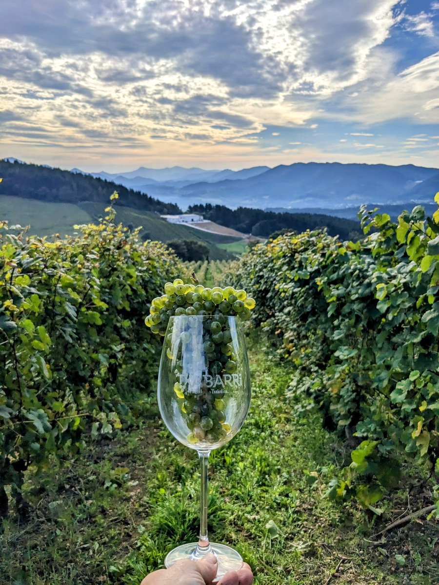 txatxabarri's tweet photo. Días de #vendimia ✂️🍇

#mahasti #viñedo #vineyard #txakoli #wine #whitewine #winelover #winelovers #BizkaikoTxakolina https://t.co/mA4HHfQaOW