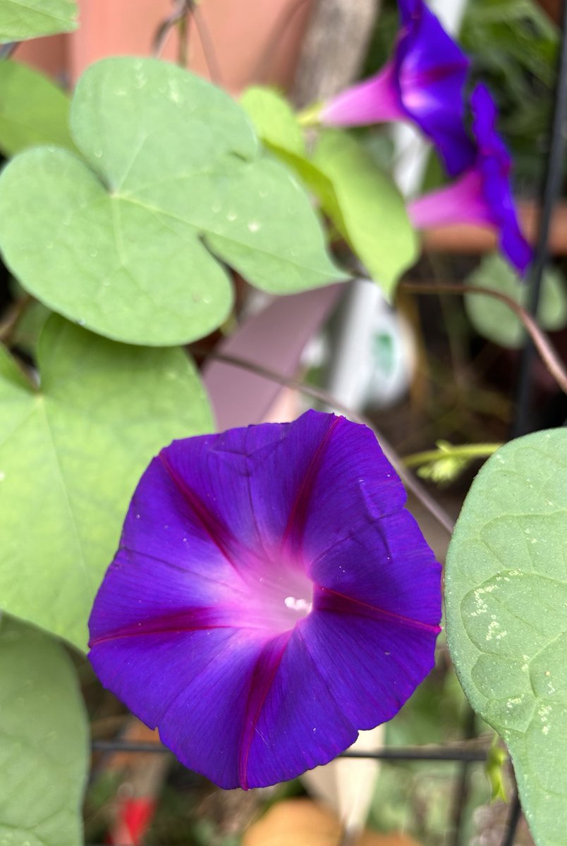 ilenagm's tweet photo. #FlowersOnFriday is this sneaky morning glory vine that has grown up my potting bench. They are very fast growing in my zone💜😂

#Gardening #FlowerPhotography #FlowerGardening #GardeningTwitter #GardeningX #SeptemberFlower #Flowers  #MorningGlory https://t.co/sMqDuppceu