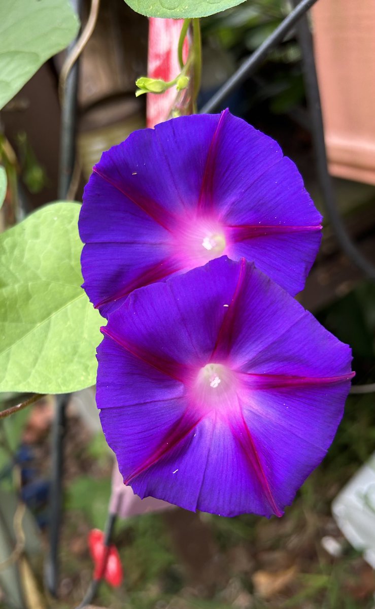 ilenagm's tweet photo. #FlowersOnFriday is this sneaky morning glory vine that has grown up my potting bench. They are very fast growing in my zone💜😂

#Gardening #FlowerPhotography #FlowerGardening #GardeningTwitter #GardeningX #SeptemberFlower #Flowers  #MorningGlory https://t.co/sMqDuppceu