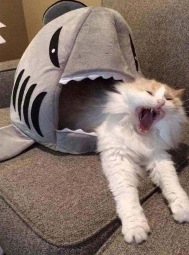 CatsTweet_'s tweet photo. 🤣🤣🤫
#cats #CatsLover #CatholicTwitter https://t.co/RYMoP2bUJh